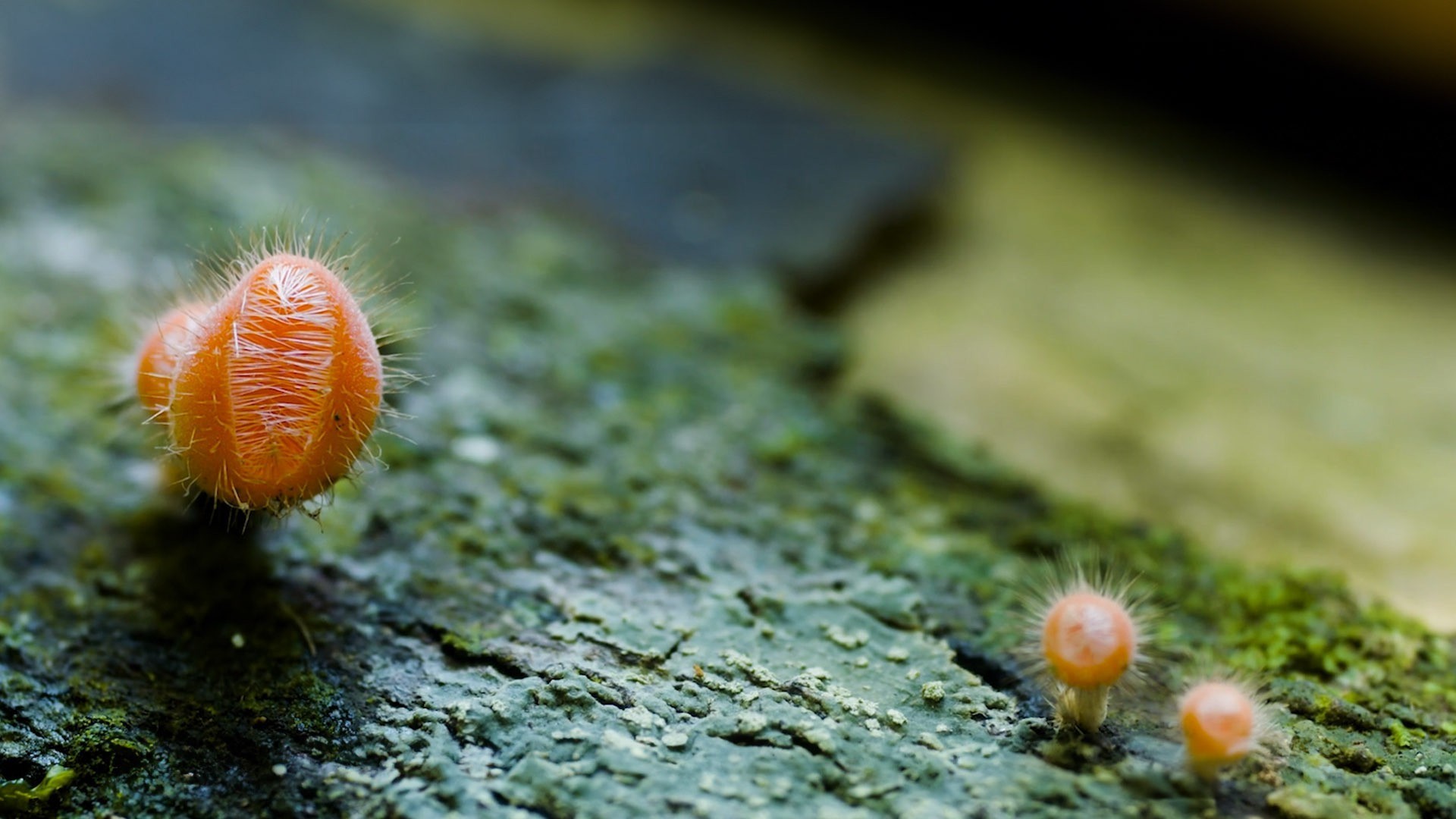 This image shows something orange and green as part of the junglekeeper film.jpg